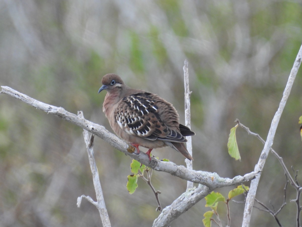 Galapagos Dove - ML641811756