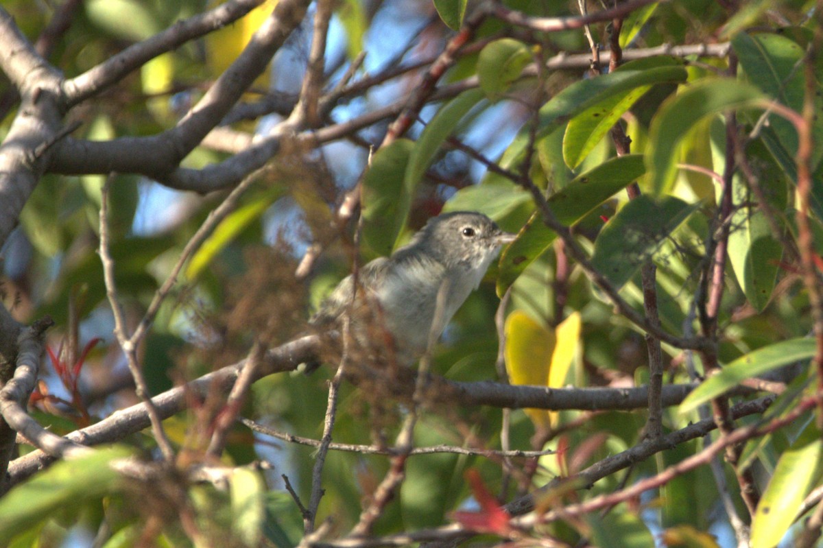 Bell's Vireo - ML641811759