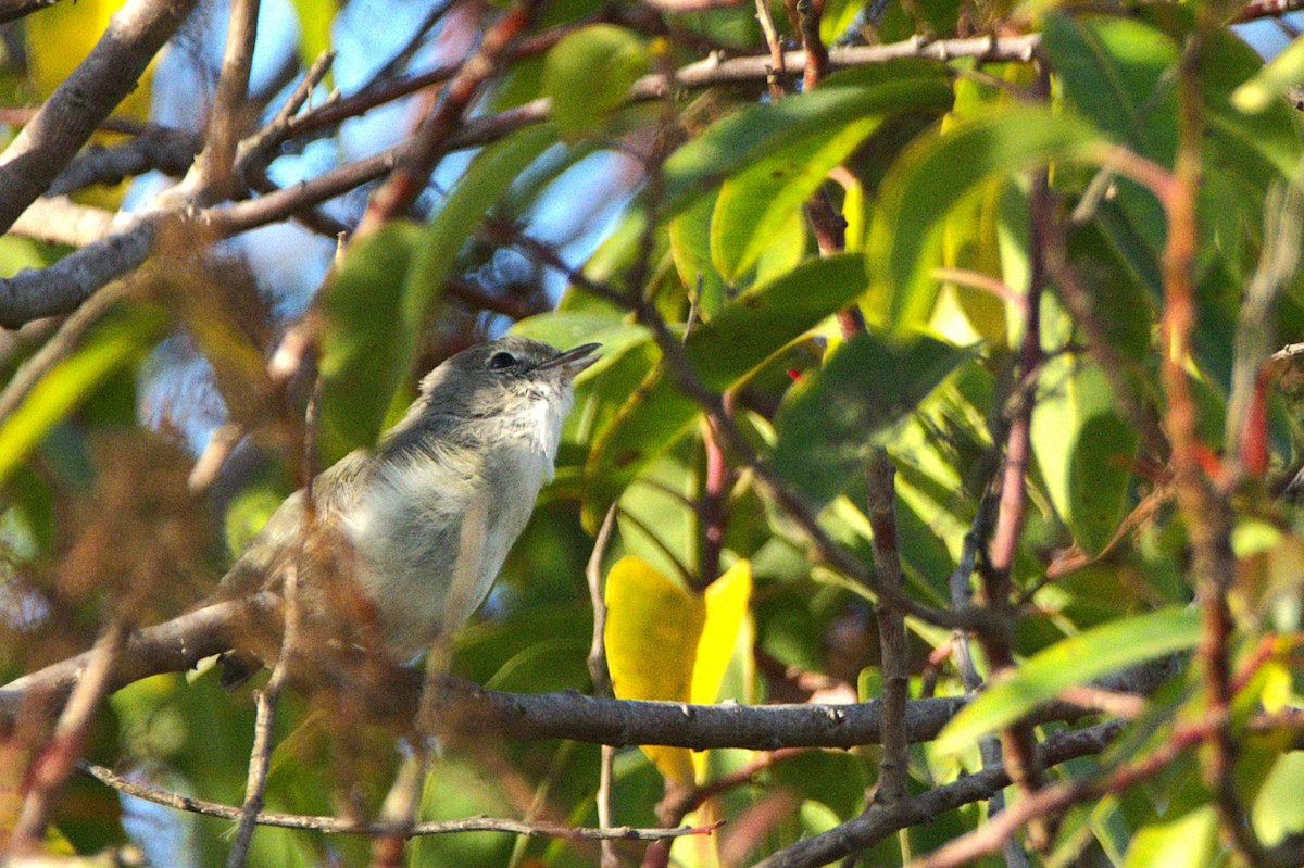 Bell's Vireo - ML641811760