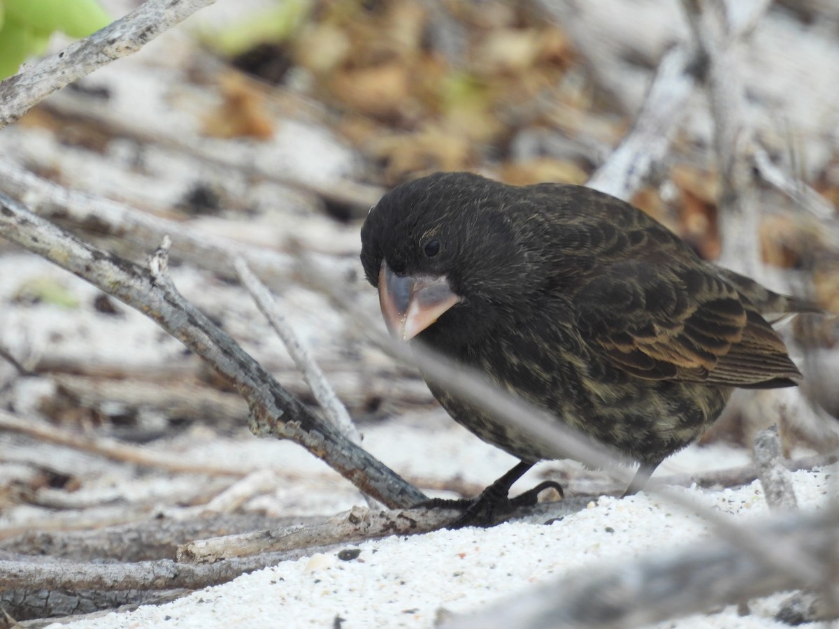 Española Ground-Finch - ML641811766