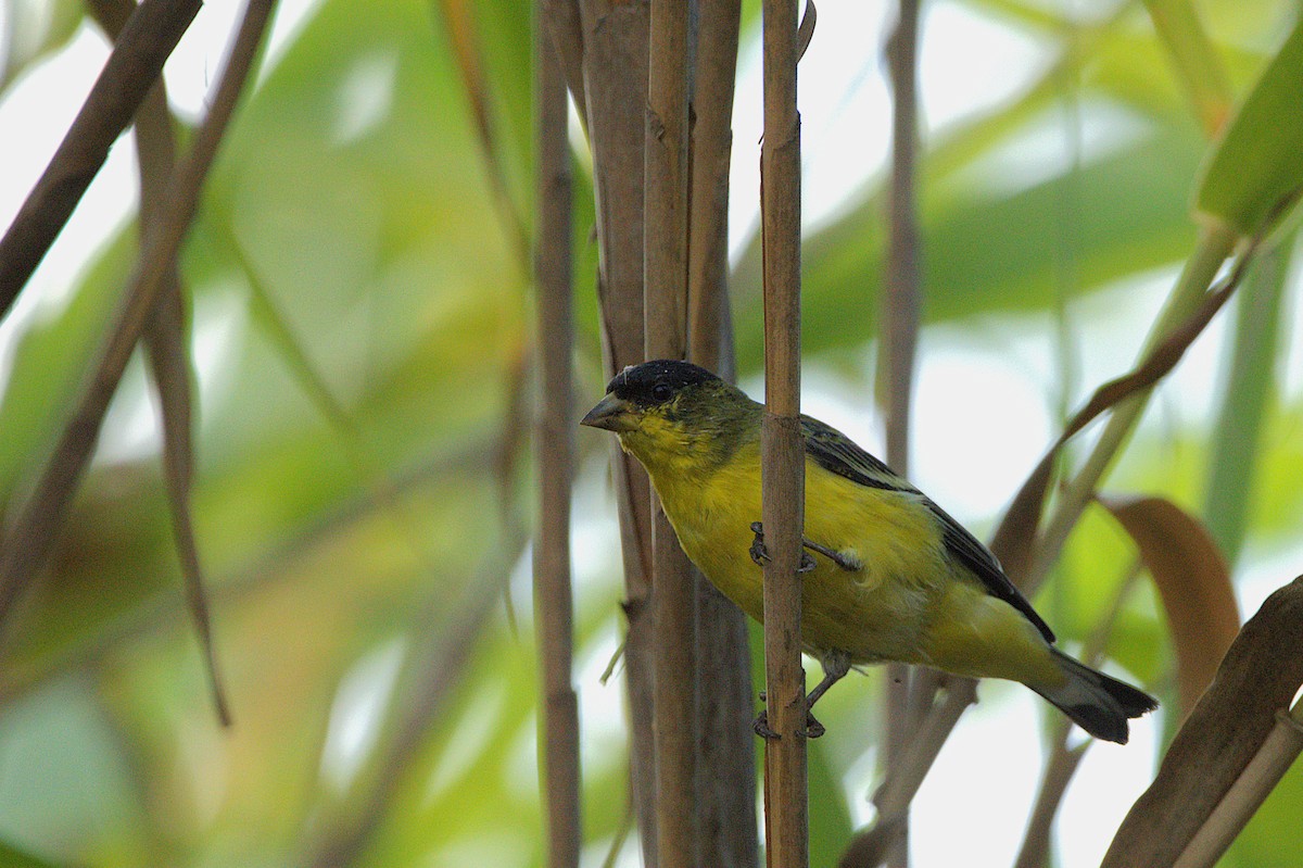 Lesser Goldfinch - ML641811774