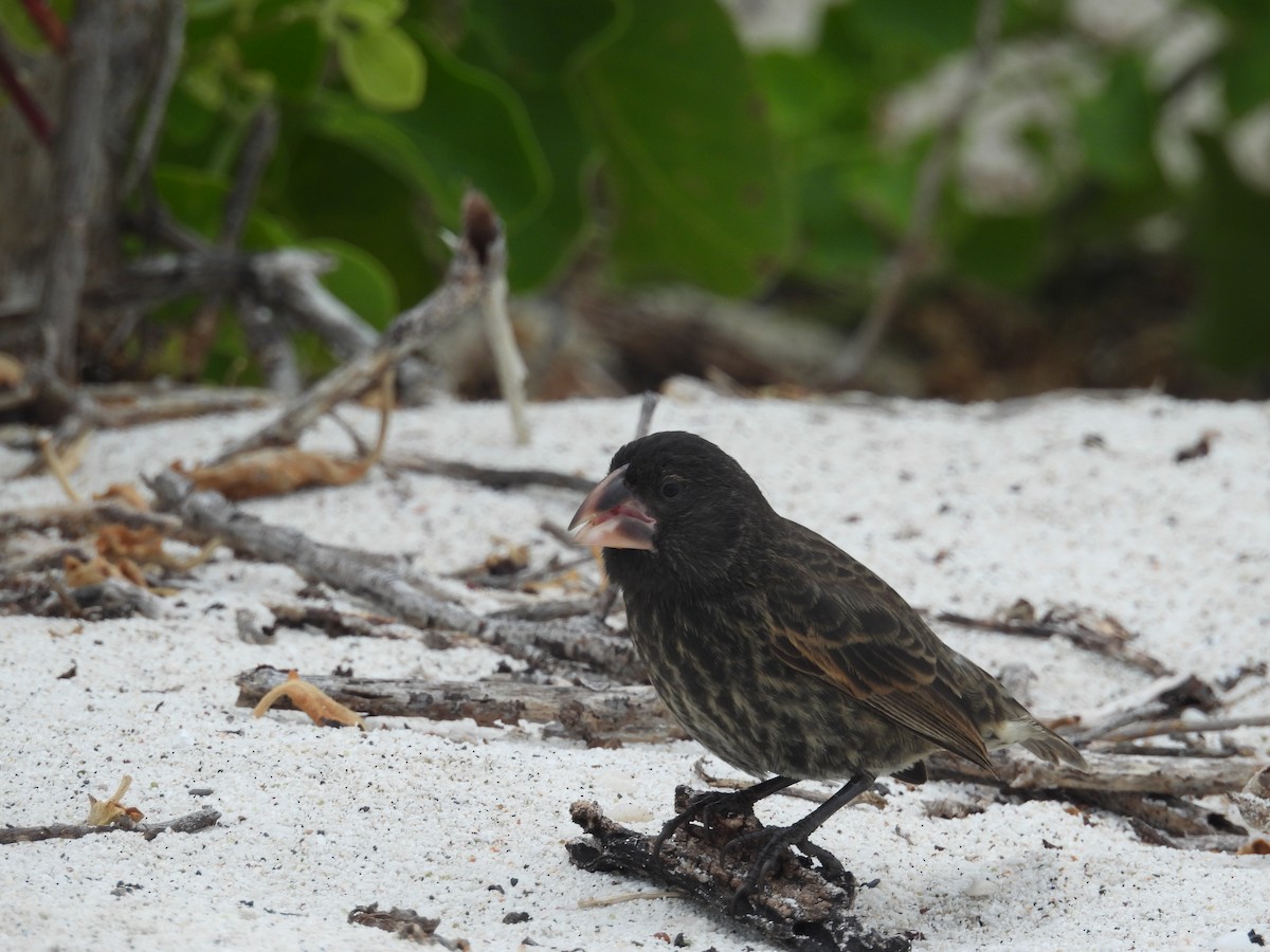 Española Ground-Finch - ML641811775