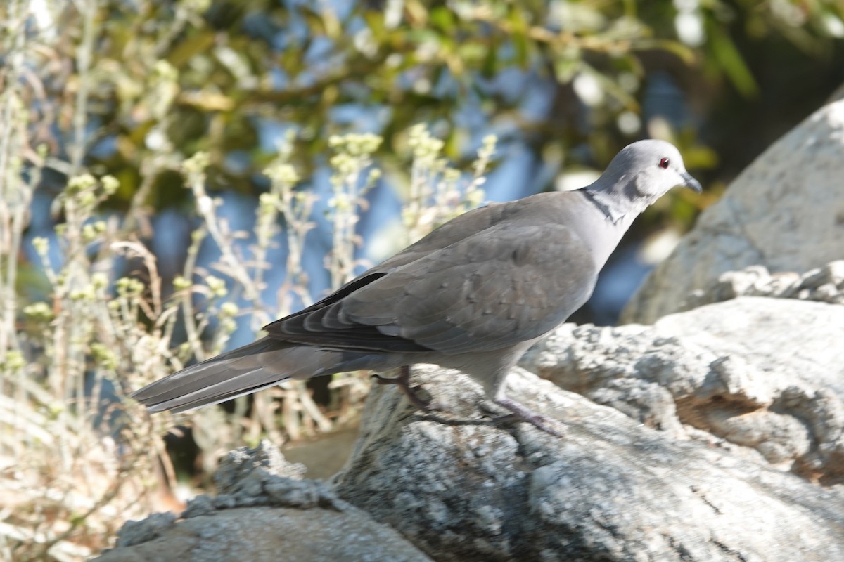 Eurasian Collared-Dove - ML641811782