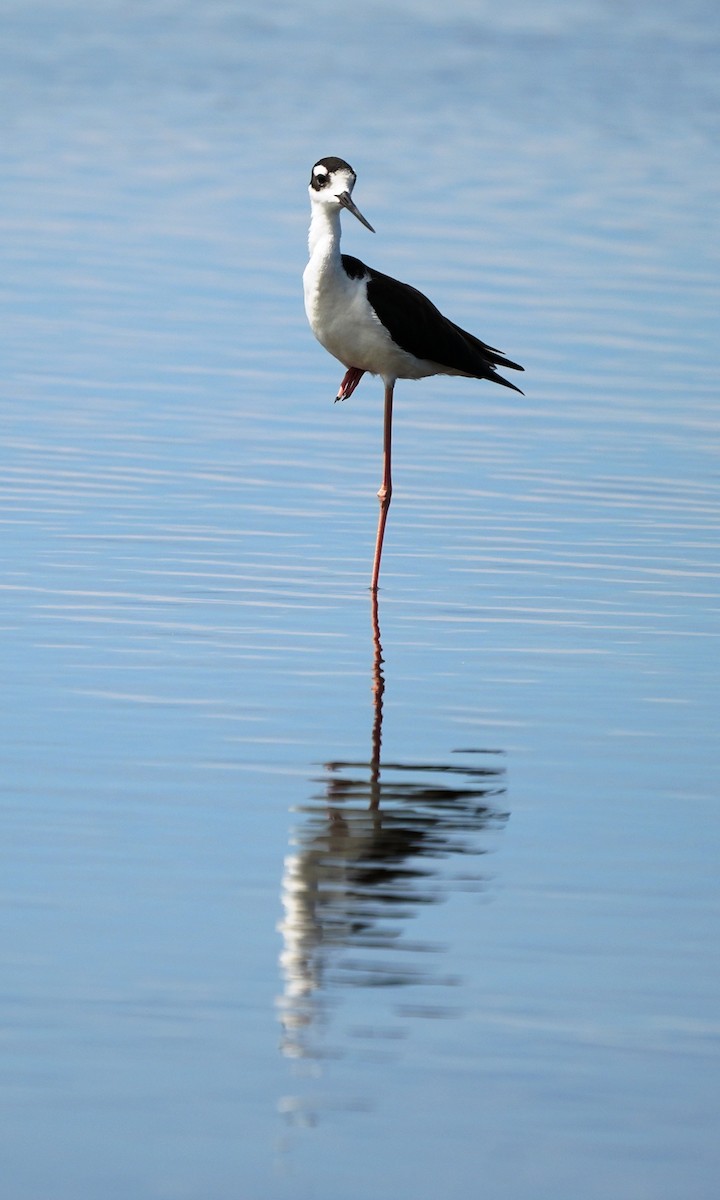 Black-necked Stilt - ML641811791