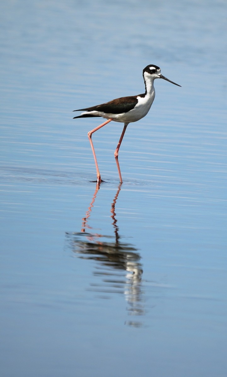 Black-necked Stilt - ML641811792