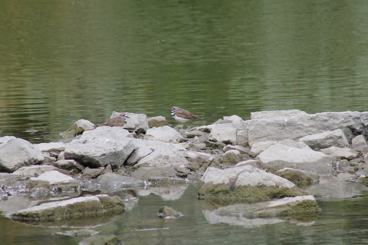 Killdeer - ML641811793