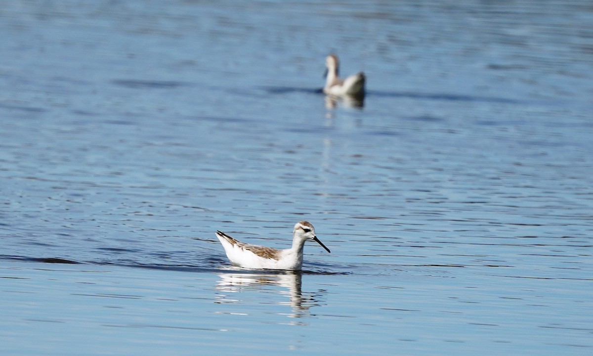Wilson's Phalarope - ML641811799