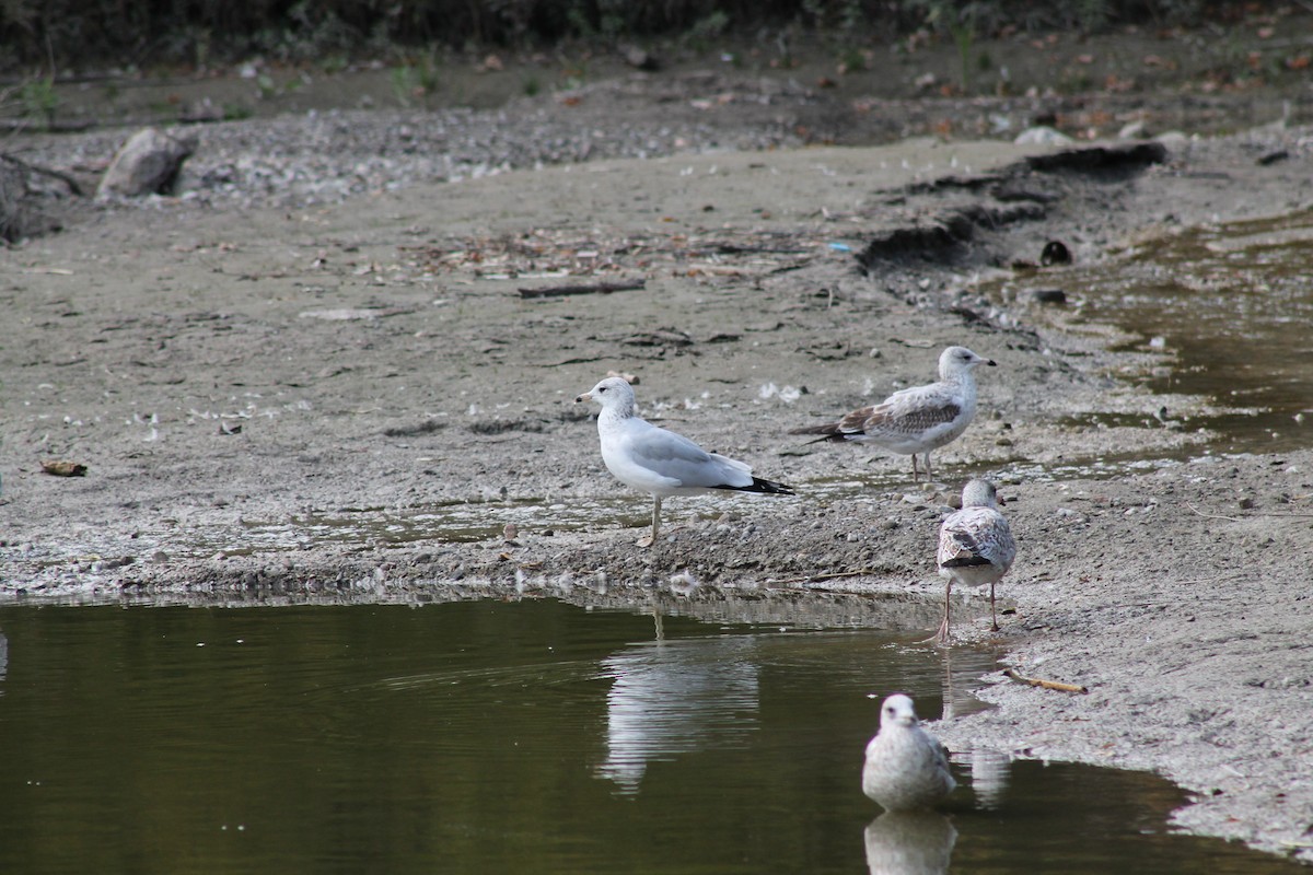 Ring-billed Gull - ML641811800