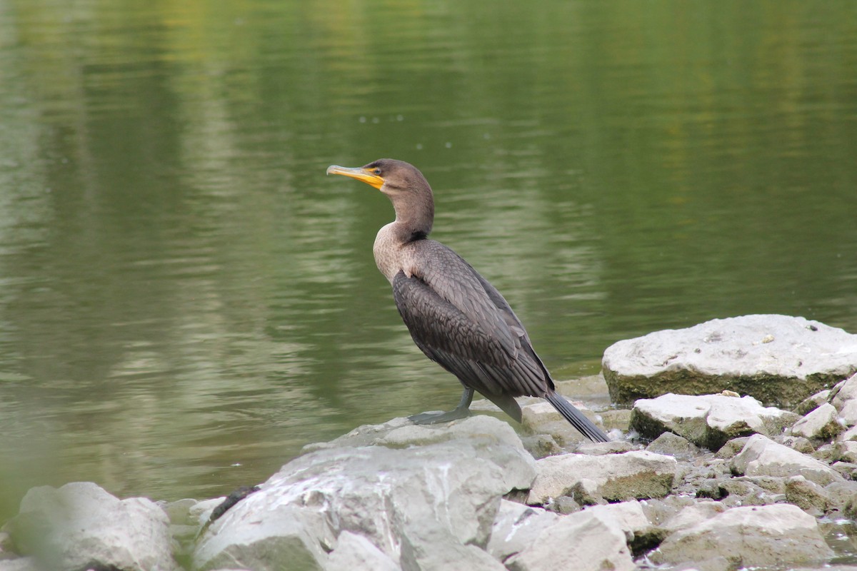 Double-crested Cormorant - ML641811810