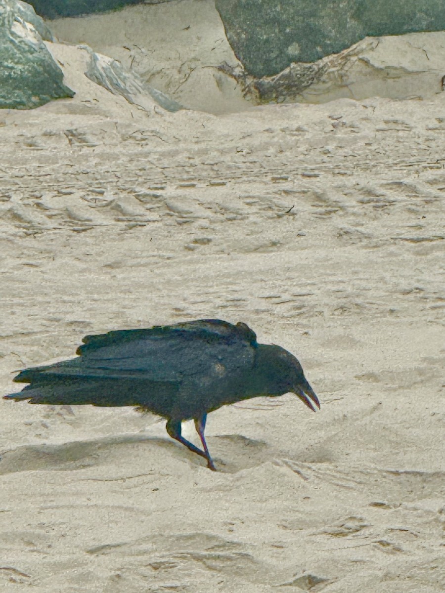 American Crow - ML641811814