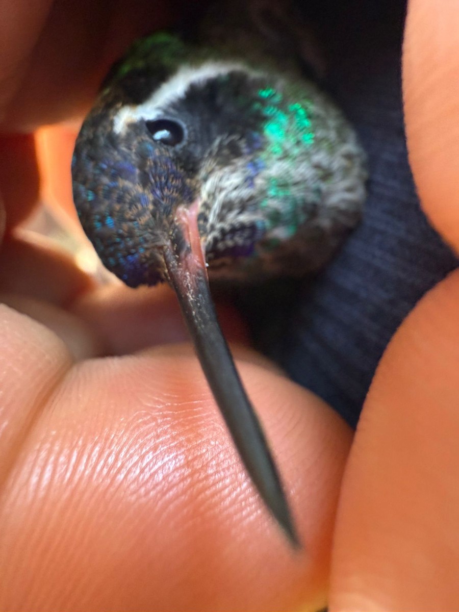 White-eared Hummingbird - ML641811819