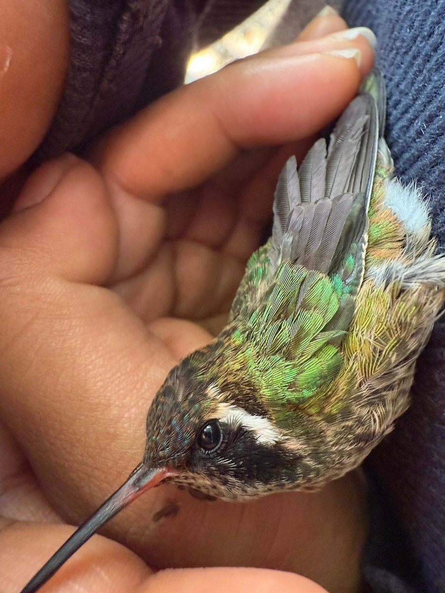 White-eared Hummingbird - ML641811820