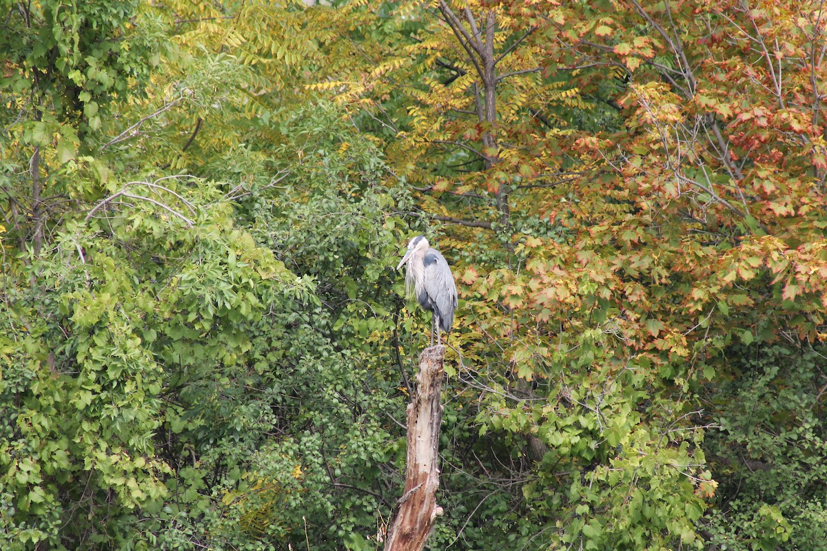Great Blue Heron - ML641811823