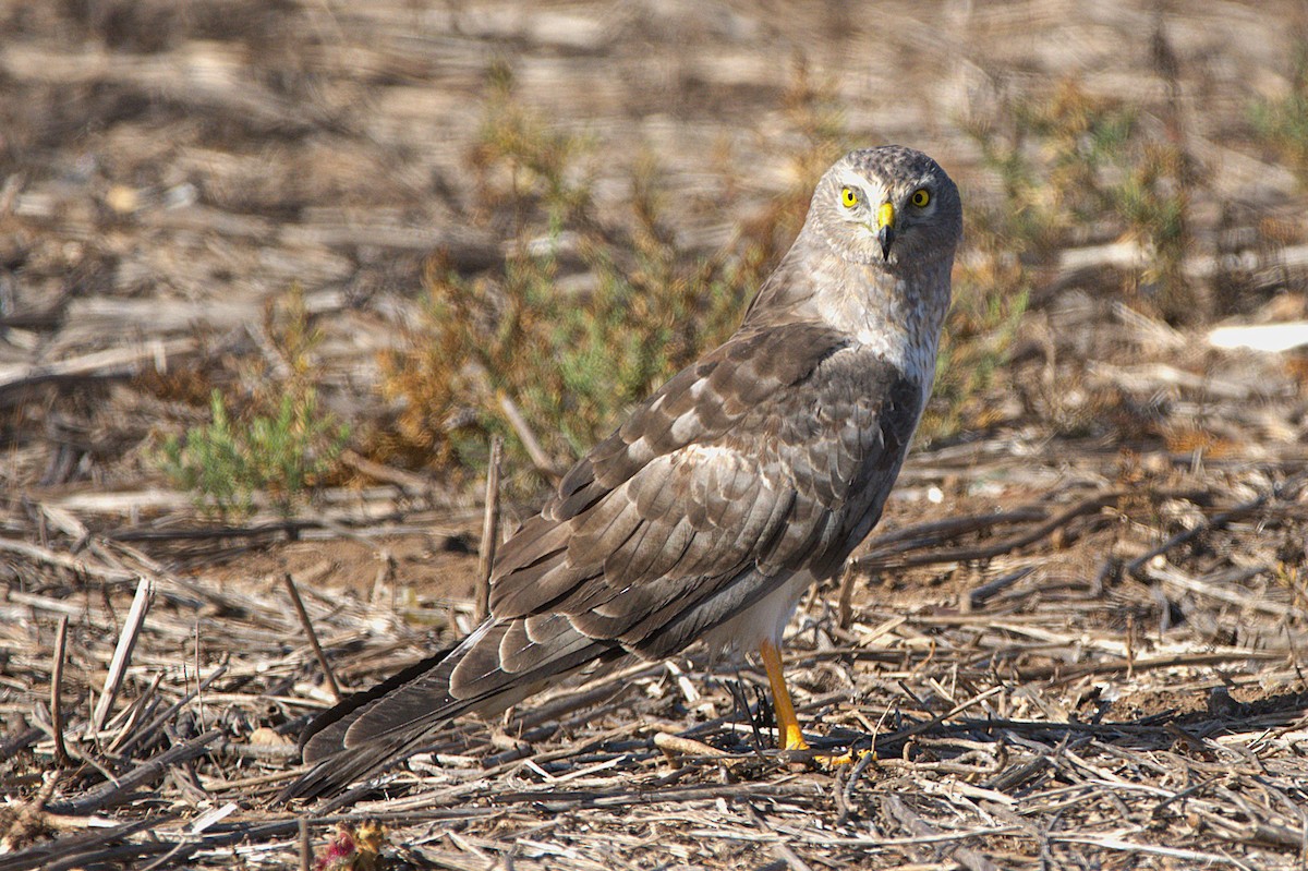 Northern Harrier - ML641811825