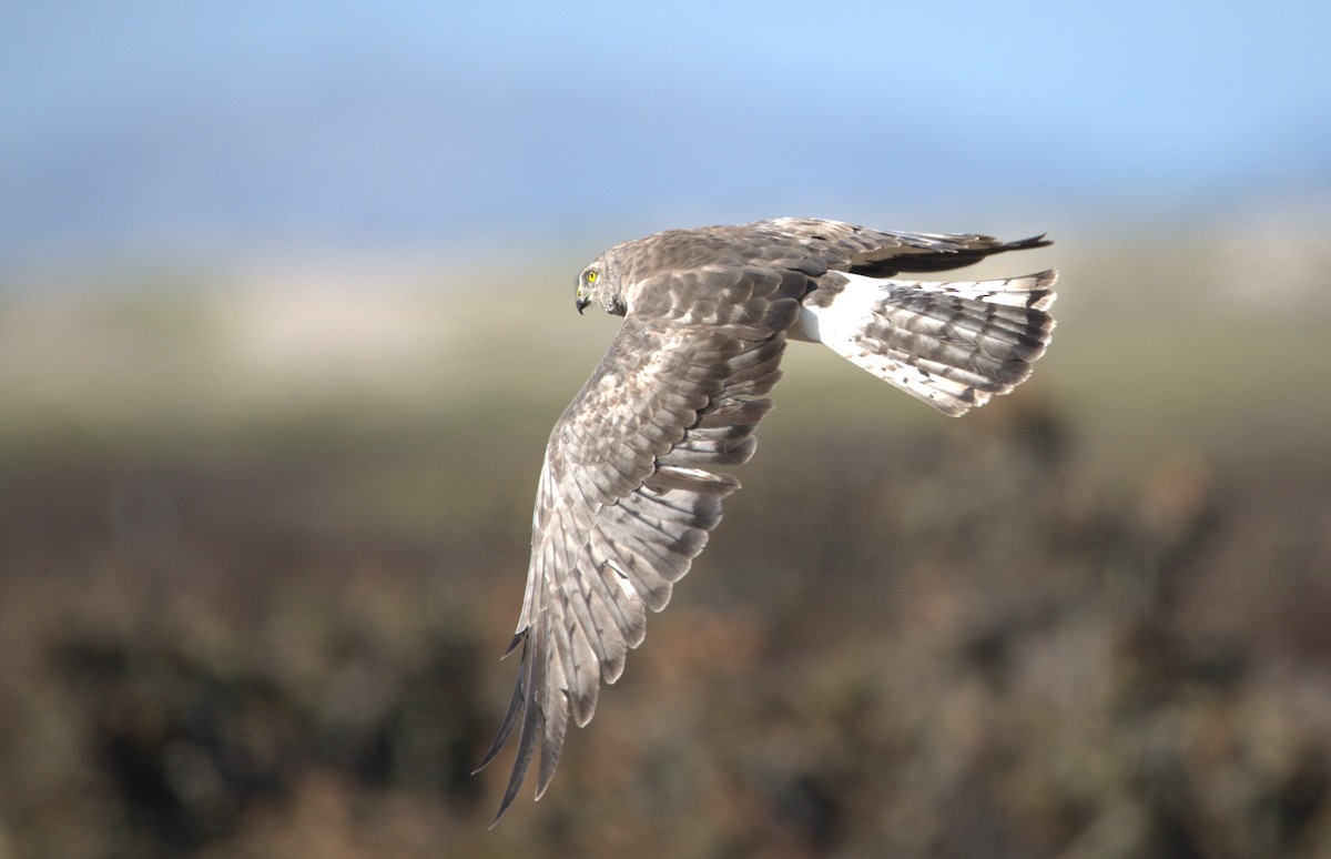 Northern Harrier - ML641811826