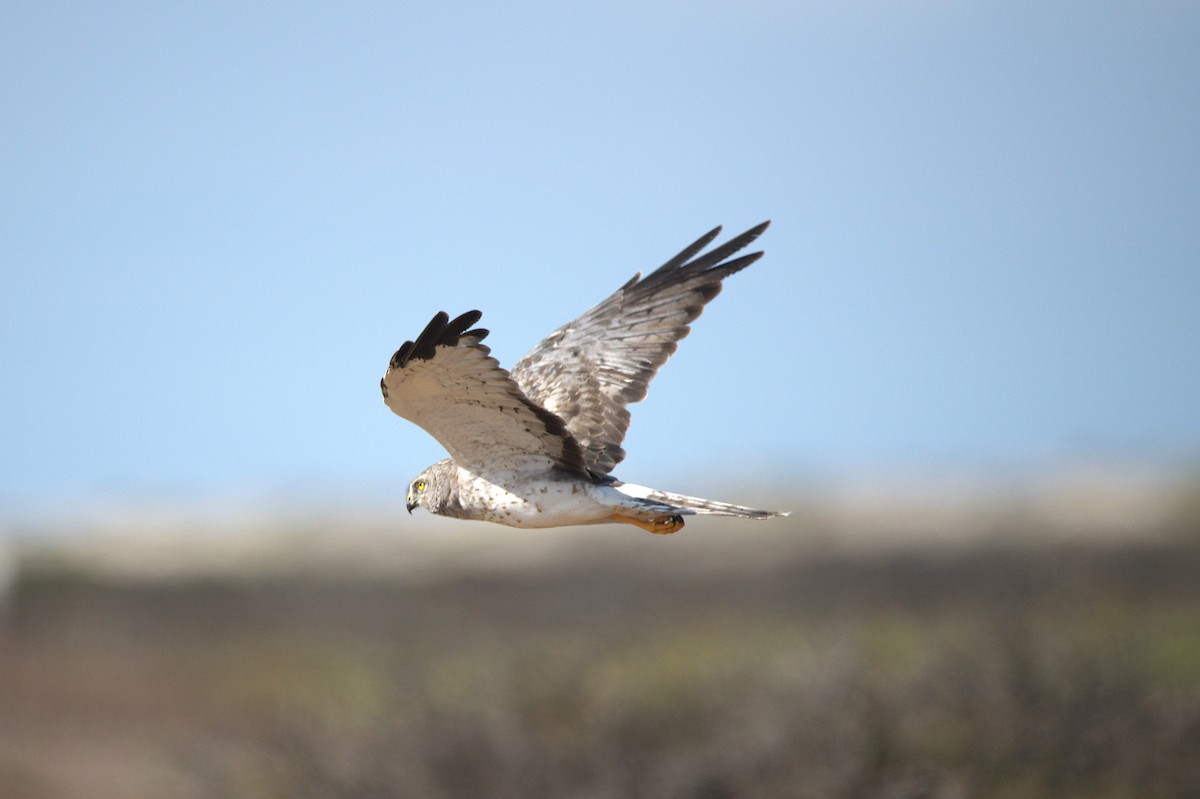 Northern Harrier - ML641811827