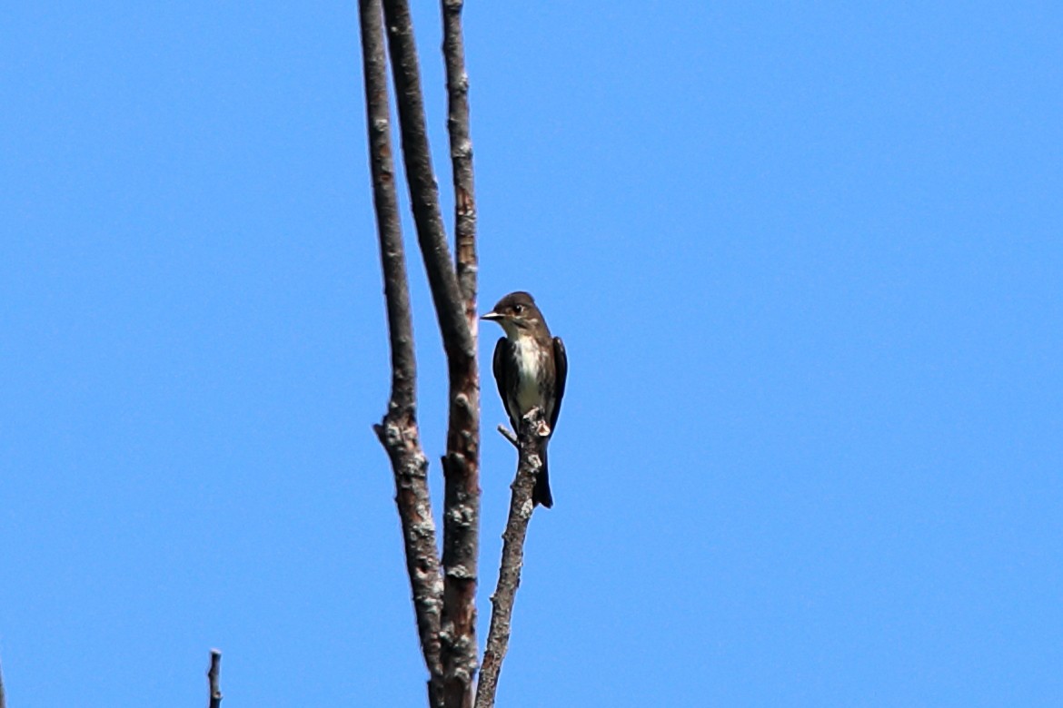 Olive-sided Flycatcher - ML641811828