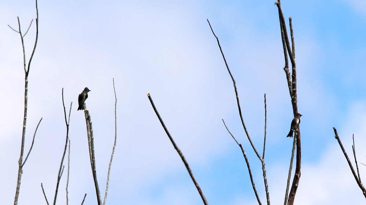 Olive-sided Flycatcher - ML641811829