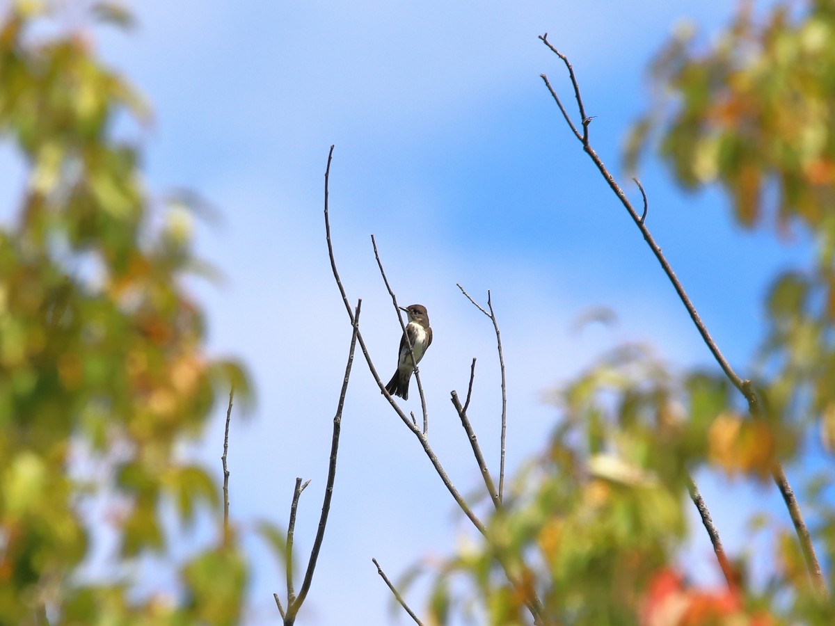 Olive-sided Flycatcher - ML641811831