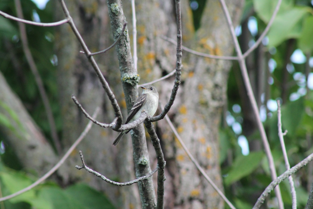 Eastern Wood-Pewee - ML641811832