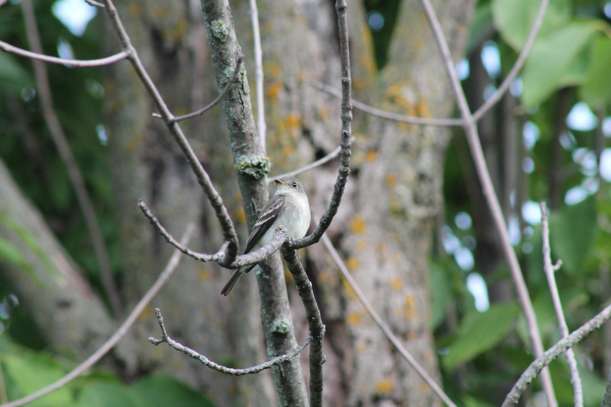 Eastern Wood-Pewee - ML641811833