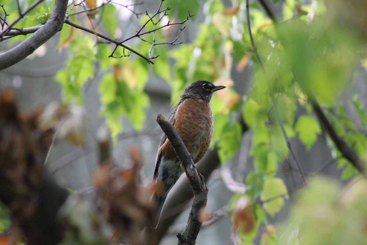 American Robin - ML641811838