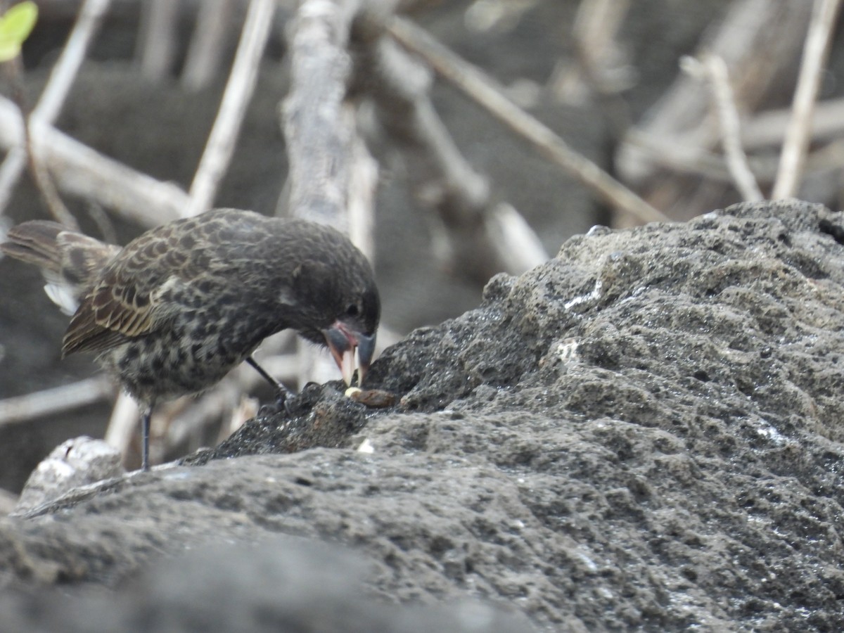 Española Ground-Finch - ML641811842