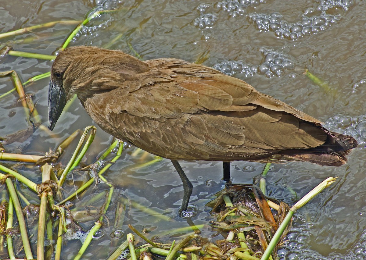 Hamerkop - ML641811847