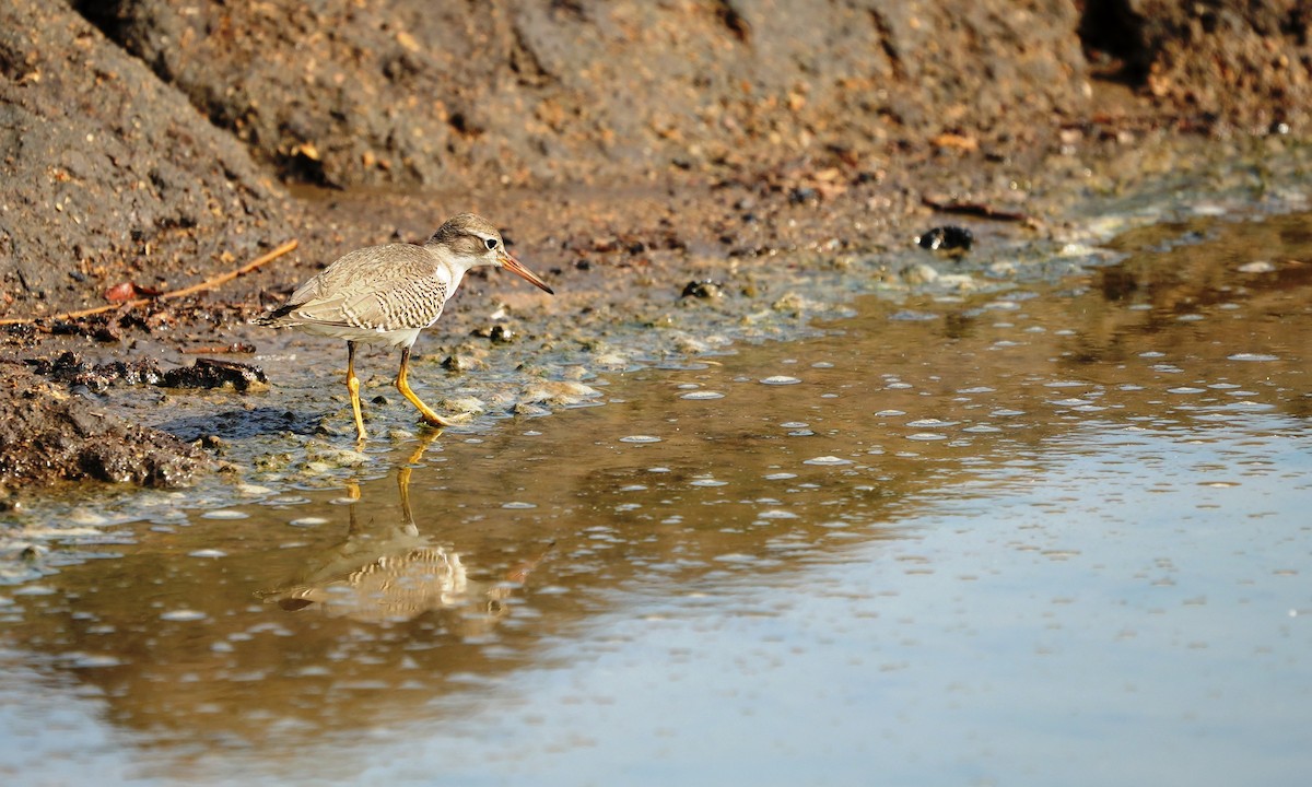 Spotted Sandpiper - ML641811878