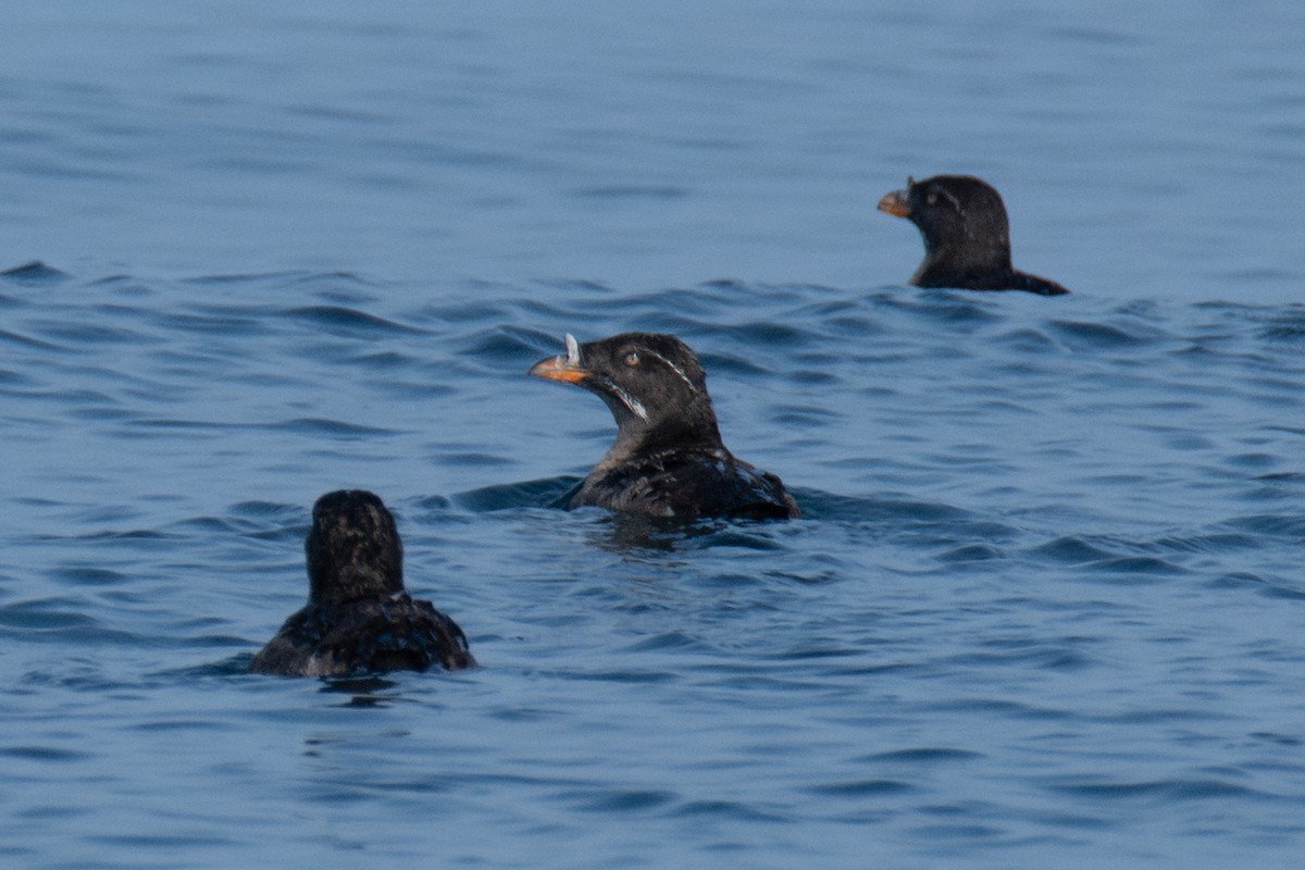 Rhinoceros Auklet - ML641811883