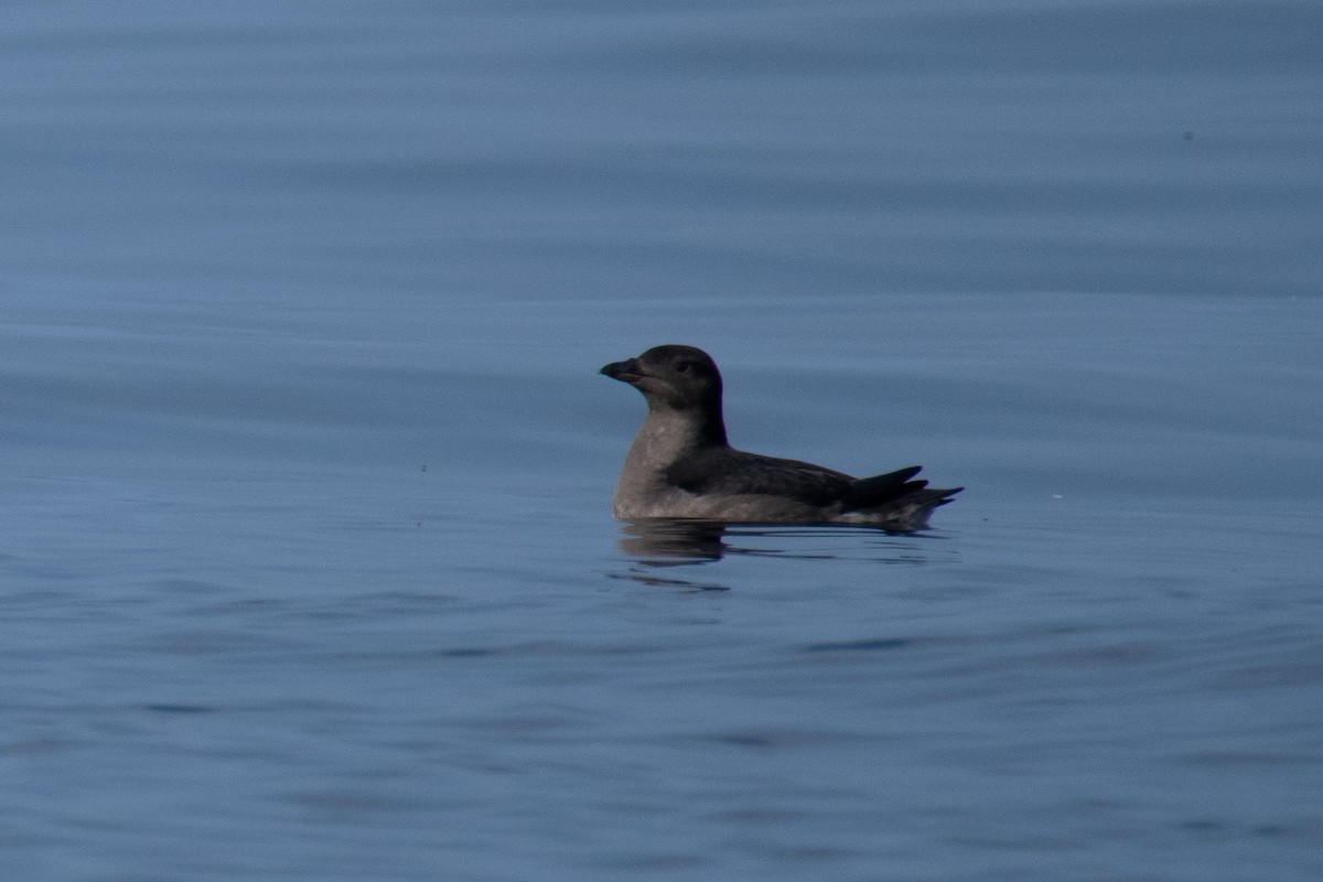 Rhinoceros Auklet - ML641811884