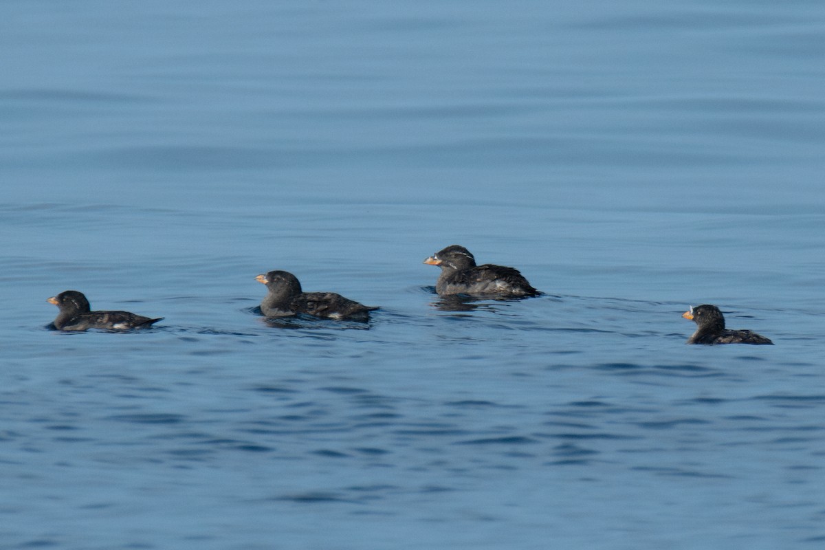 Rhinoceros Auklet - ML641811885