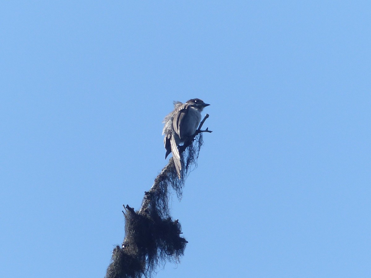 Canada Jay - ML641811896