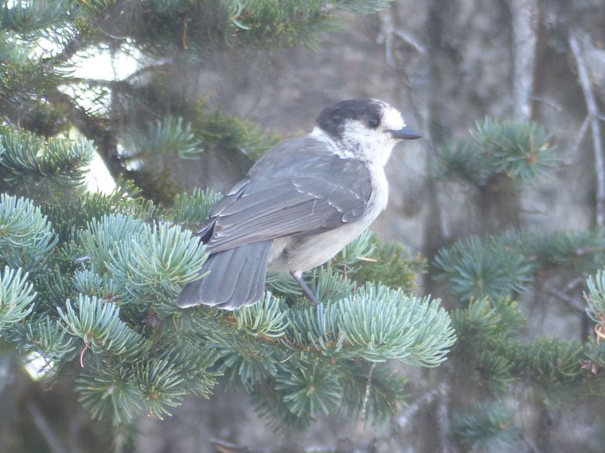Canada Jay - ML641811906