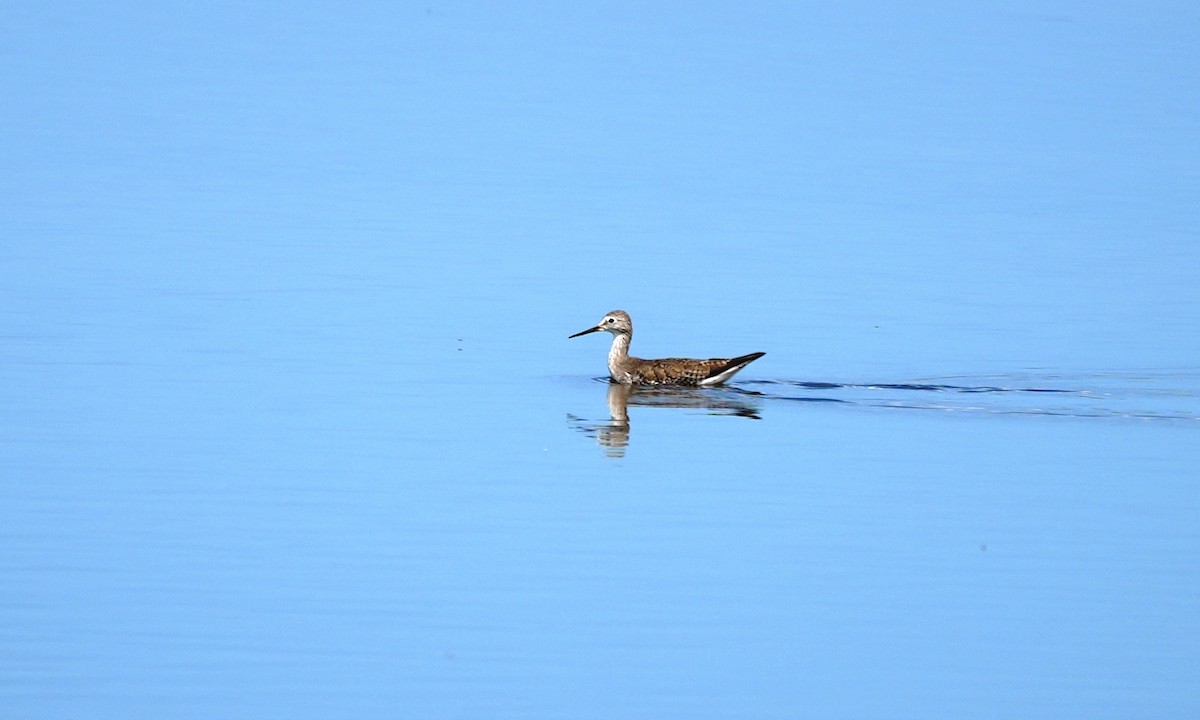 Lesser Yellowlegs - ML641811915