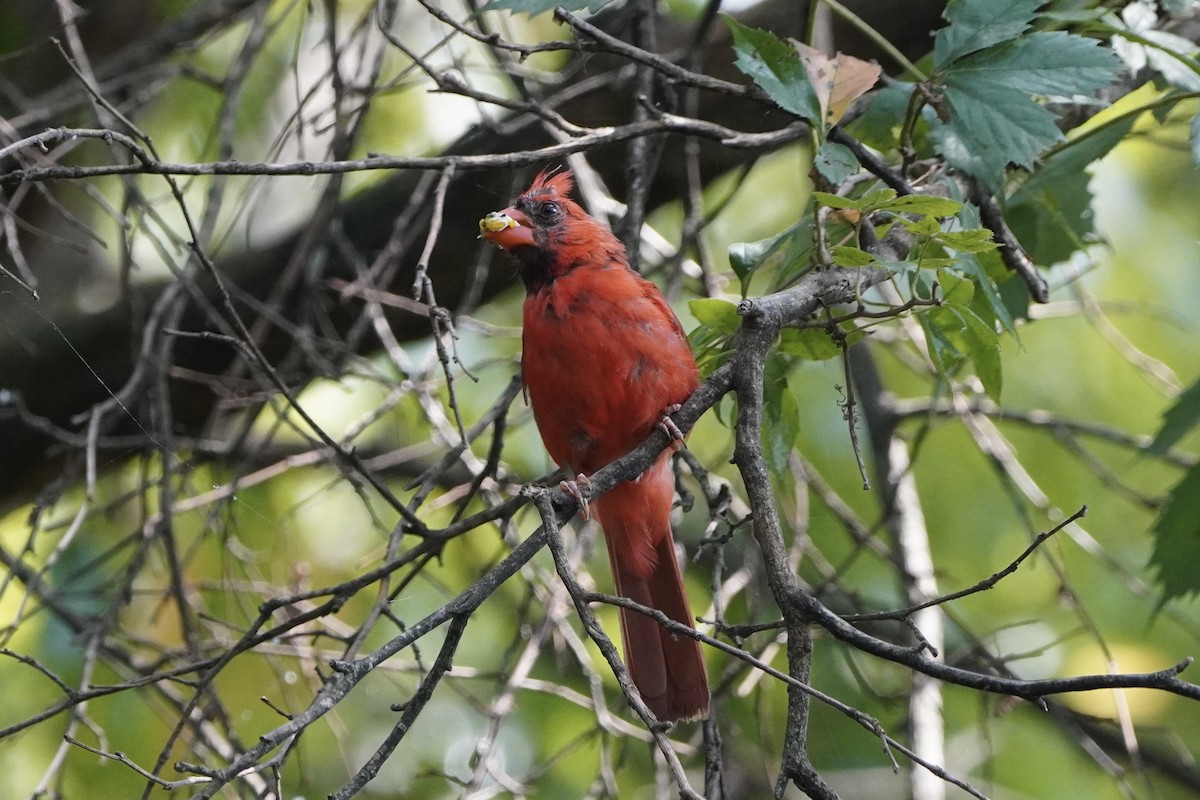 Northern Cardinal - ML641811920