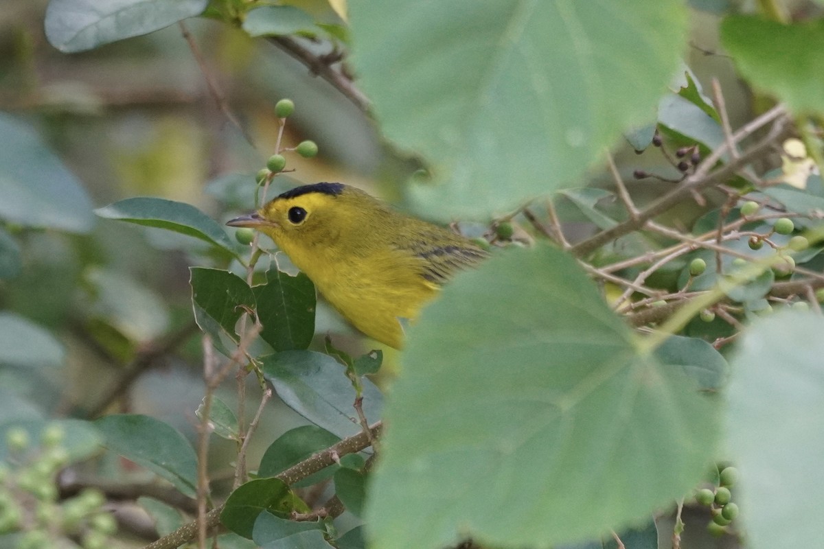 Wilson's Warbler - ML641811922