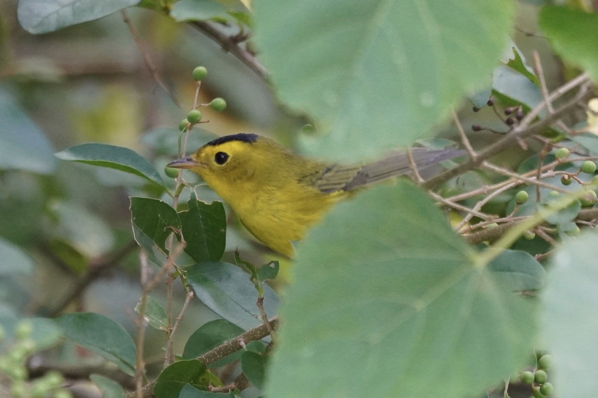 Wilson's Warbler - ML641811923