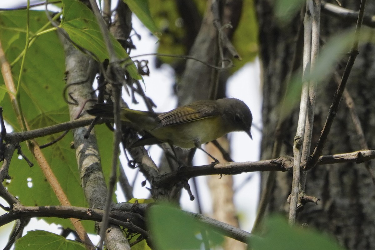 American Redstart - ML641811929