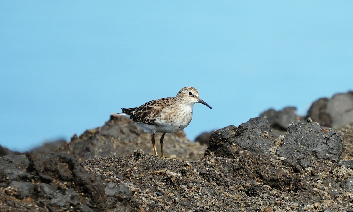 Least Sandpiper - ML641811931