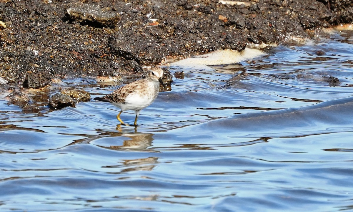 Least Sandpiper - ML641811932