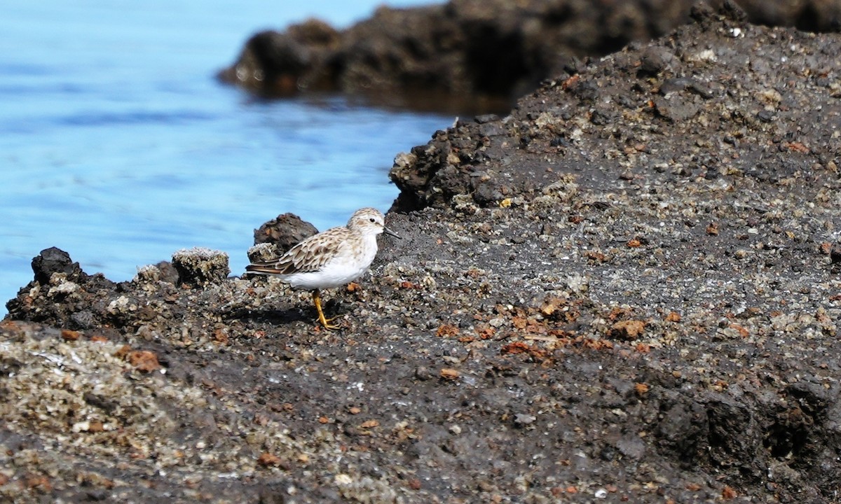 Least Sandpiper - ML641811933