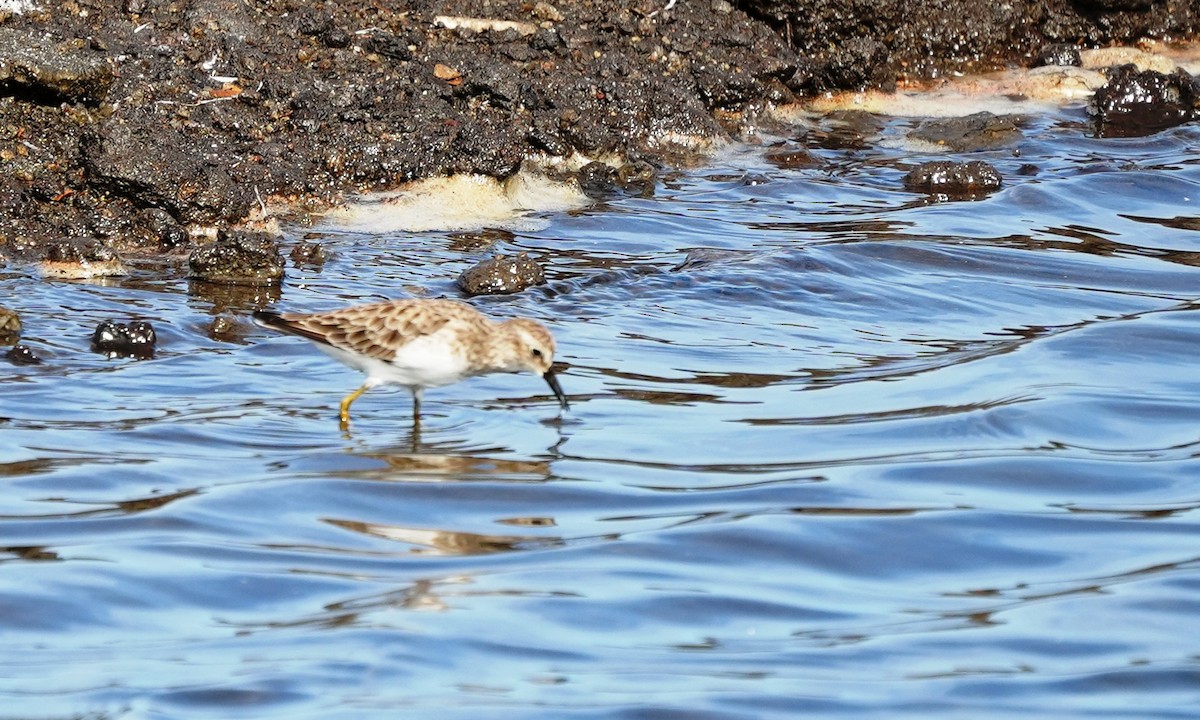 Least Sandpiper - ML641811934