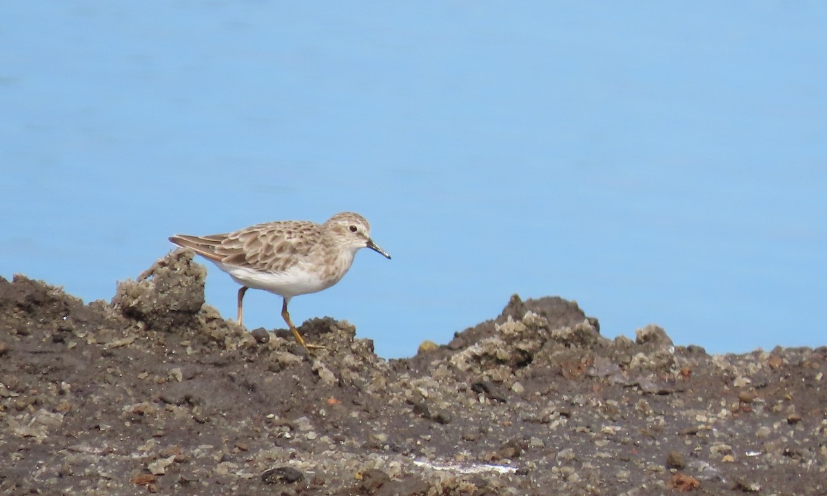 Least Sandpiper - ML641811935