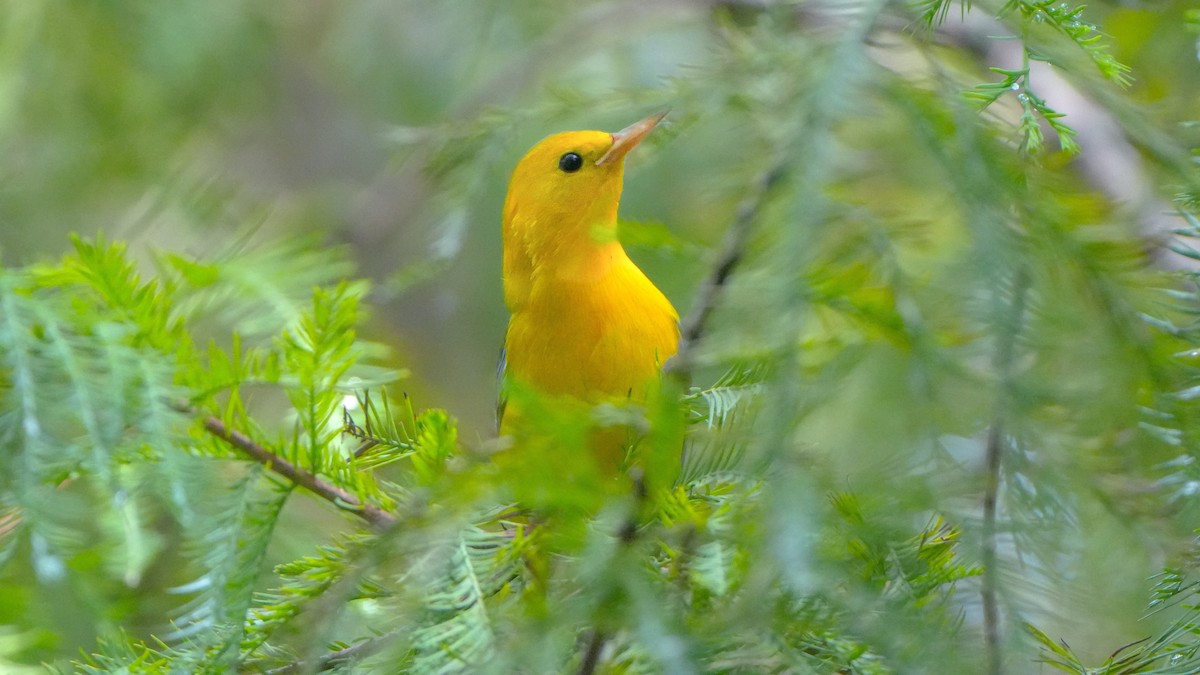Prothonotary Warbler - ML641811937