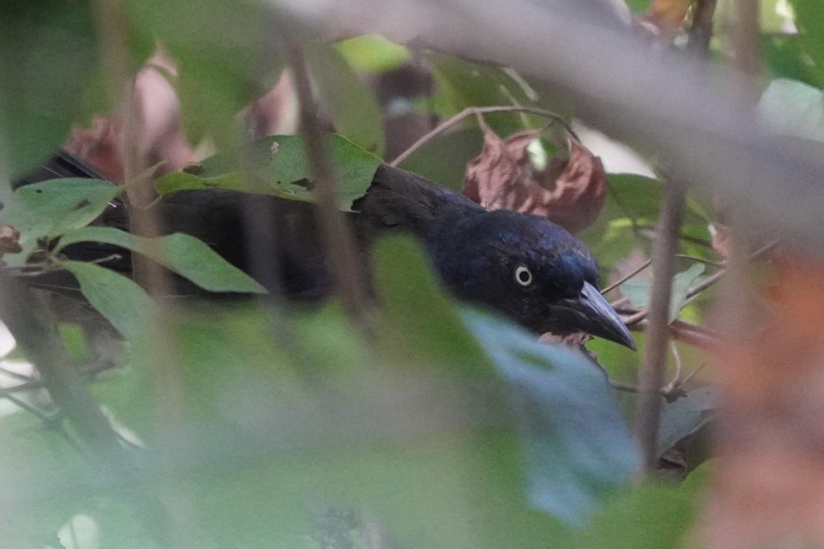 Common Grackle - ML641811938
