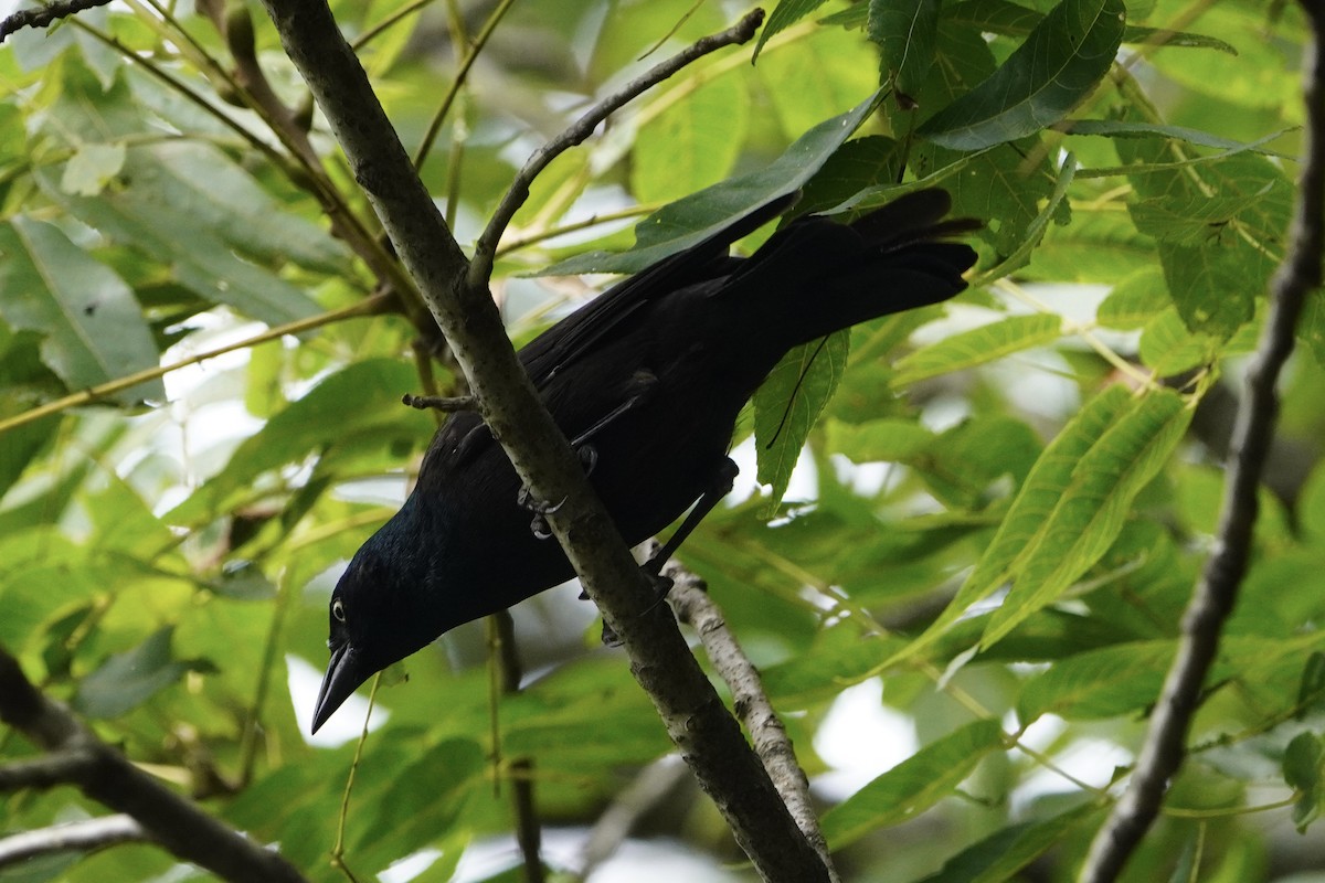 Common Grackle - ML641811939