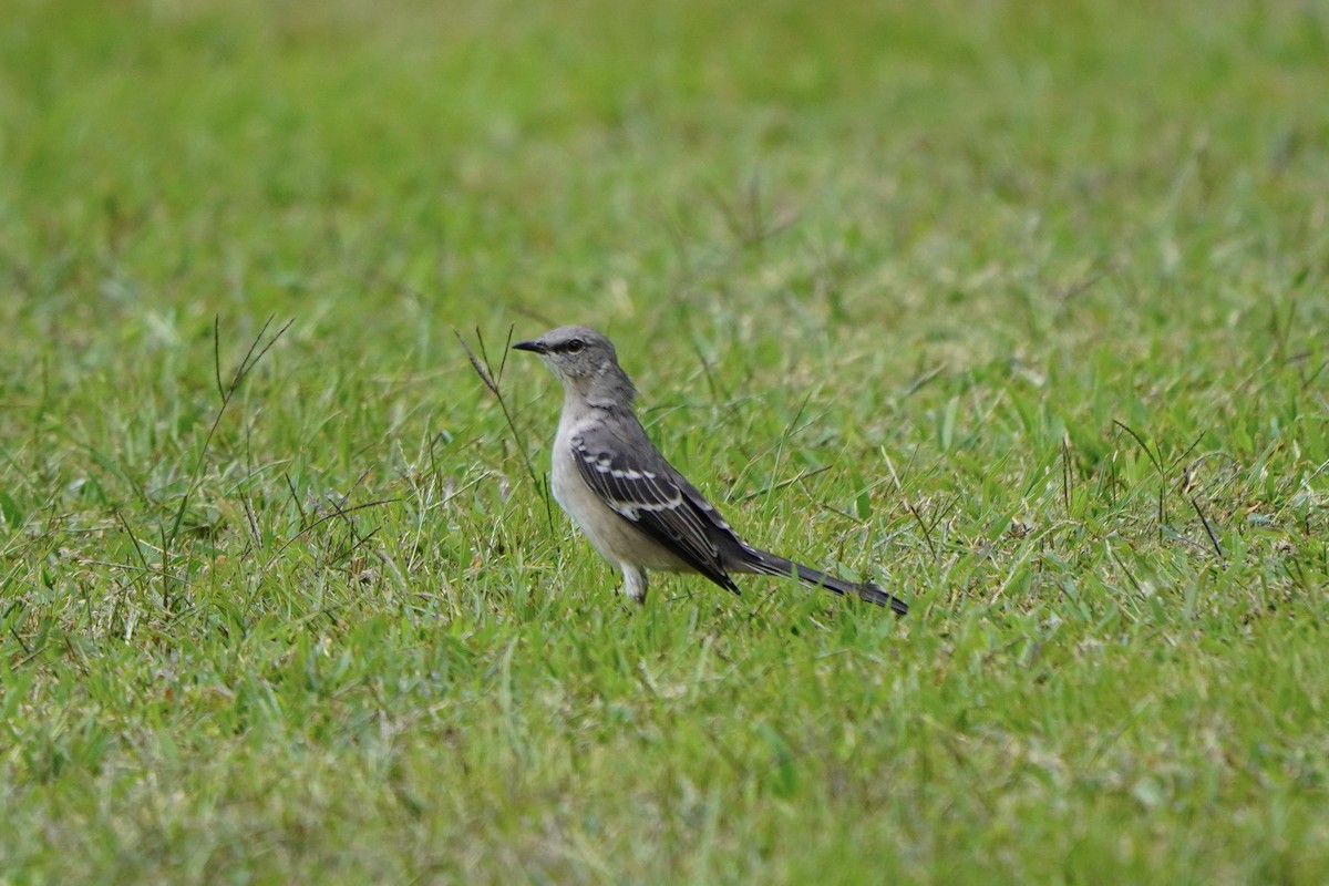 Northern Mockingbird - ML641811949