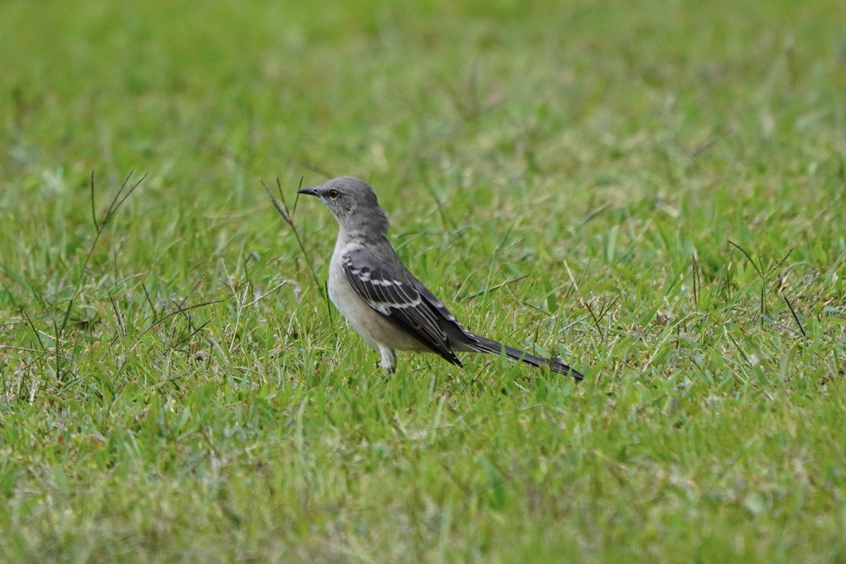 Northern Mockingbird - ML641811950