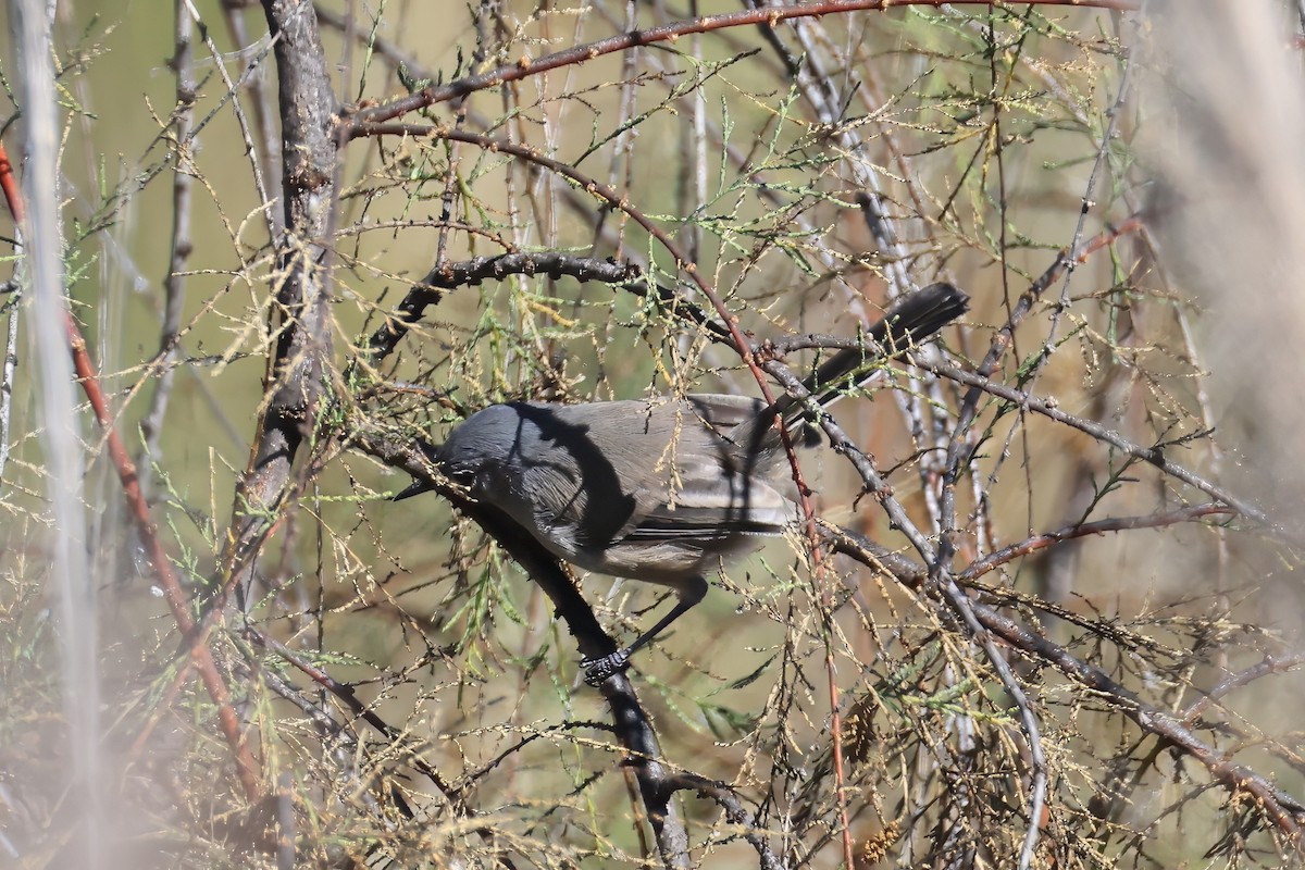 California Gnatcatcher - ML641811952